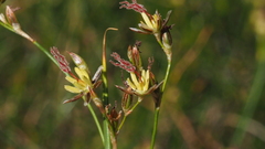 Juncus mexicanus