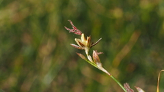 Juncus mexicanus