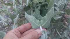 Asclepias californica