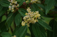 Miconia subseriata