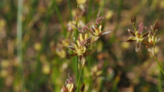 Juncus mexicanus