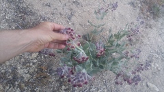 Asclepias californica