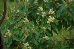 Miconia subseriata