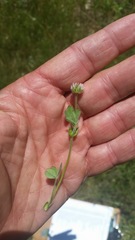 Trifolium microcephalum