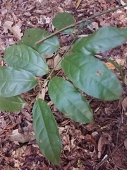 Pycnarrhena novoguineensis