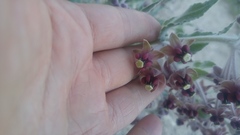 Asclepias californica