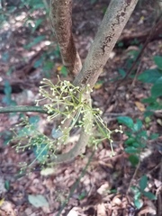 Pycnarrhena novoguineensis