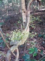 Pycnarrhena novoguineensis