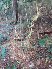 Pycnarrhena novoguineensis