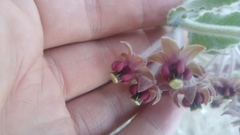 Asclepias californica