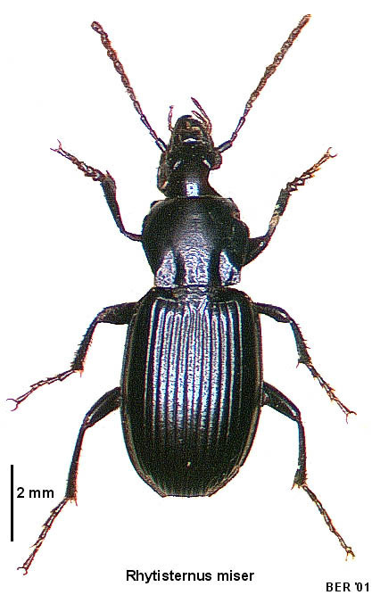 Sad ground beetle