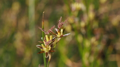 Juncus mexicanus