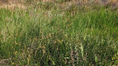Juncus mexicanus