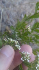 Comandra umbellata californica