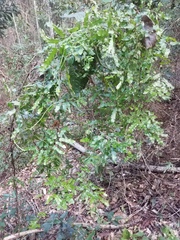 Lygodium reticulatum