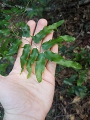Lygodium reticulatum