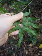 Lygodium reticulatum