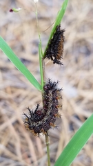 Hemileuca maia