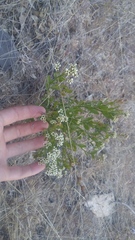 Comandra umbellata californica