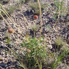 Gaillardia suavis