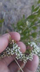 Comandra umbellata californica