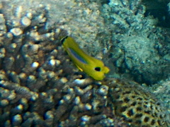 Chaetodon plebeius