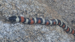 Lampropeltis zonata