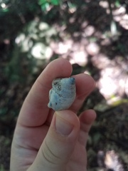 Rhynchotrochus macgillivrayi