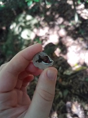 Rhynchotrochus macgillivrayi