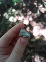 Rhynchotrochus macgillivrayi