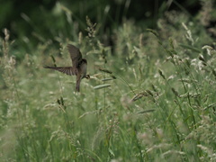 Acrocephalus schoenobaenus