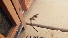 Aspidoscelis sonorae