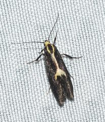 Polix coloradella