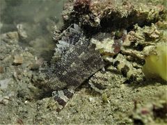 Centrogenys vaigiensis