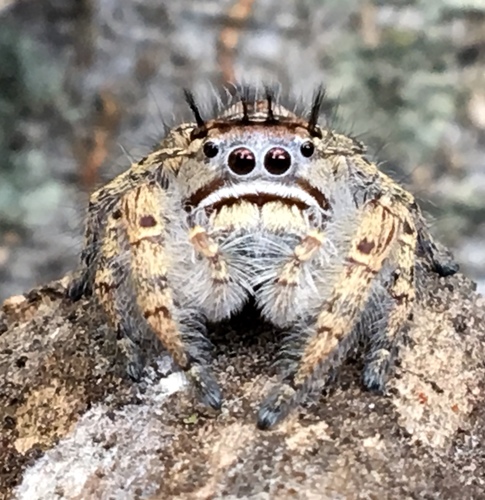 Putnam's Jumping Spider photo 5