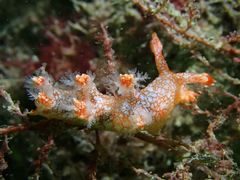 Bornella hermanni