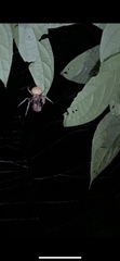 Eriophora edax