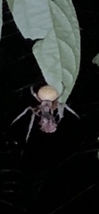 Eriophora edax