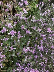 Acourtia microcephala