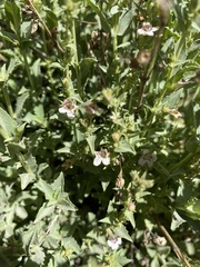 Penstemon deustus