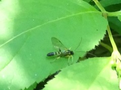 Colpotrochia trifasciata