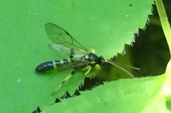 Colpotrochia trifasciata