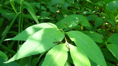 Colpotrochia trifasciata