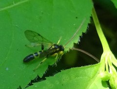 Colpotrochia trifasciata