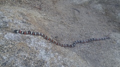 Lampropeltis zonata