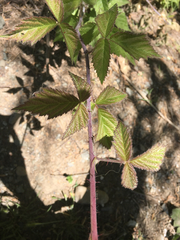Rubus ursinus macropetalus