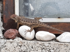 Sceloporus albiventris