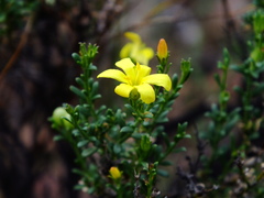 Menodora integrifolia