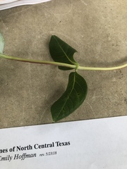 Lonicera sempervirens