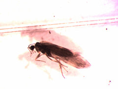 Agraylea
